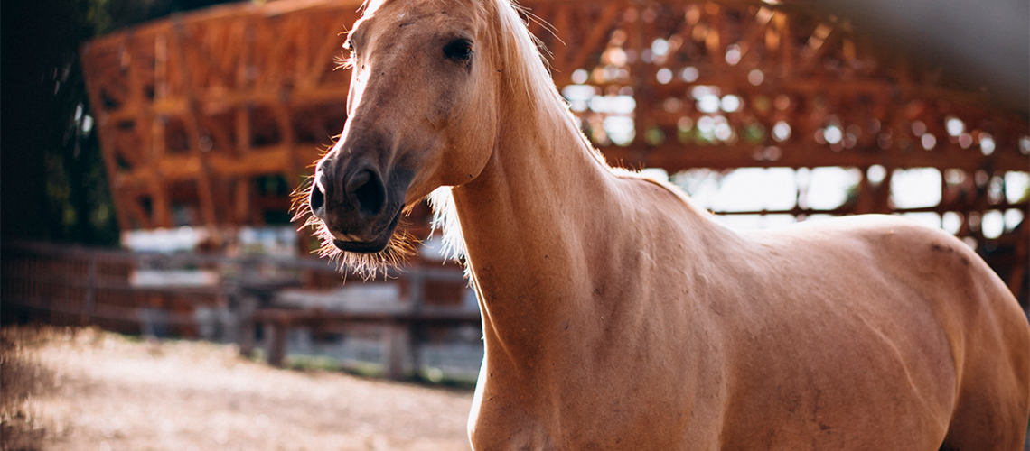caballos